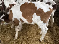 सांड, Simmental cattle — फ़ोटो 4