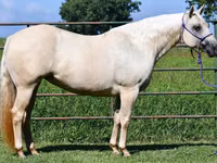 घोड़ी, Quarter Horse — फ़ोटो 7