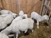 मेढ़ा, Merinoland sheep — फ़ोटो 4
