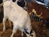 Bulle, Simmental cattle — Foto 5