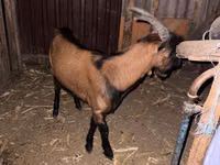 Ziegenbock, Italian Alpine goat — Foto 1