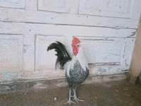بريكيل — الصورة 2