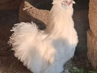 Brahma — Foto 1