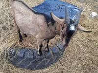 عنزة, Alpine goat — الصورة 4