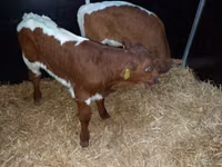 ثور, Simmental cattle — الصورة 2