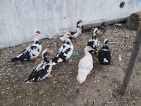 Ducks — photo 4