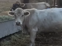 Toro, Swiss cattle — foto 2