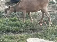 母山羊, Saanen goat — 照片 3