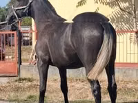 حصان, Lipizzaner — الصورة 4