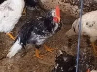 Chickens — الصورة 5
