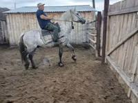 Pferde (Partie, Geschlecht nicht angegeben), Horse breed — Foto 7