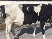 母牛, Russian Black pied cattle — 照片 7