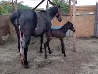 母马, Horses — 照片 3