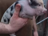 Boar — photo 4
