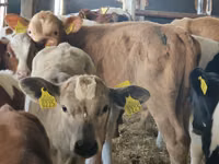 Cattle (batch, sex not specified), Simmental cattle — photo 5