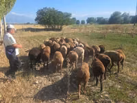 母羊, Sheep — 照片 2