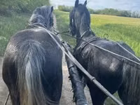 Pferde (Partie, Geschlecht nicht angegeben), Lipizzaner — Foto 4
