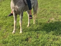 घोड़ा, Azerbaijan horse — फ़ोटो 3