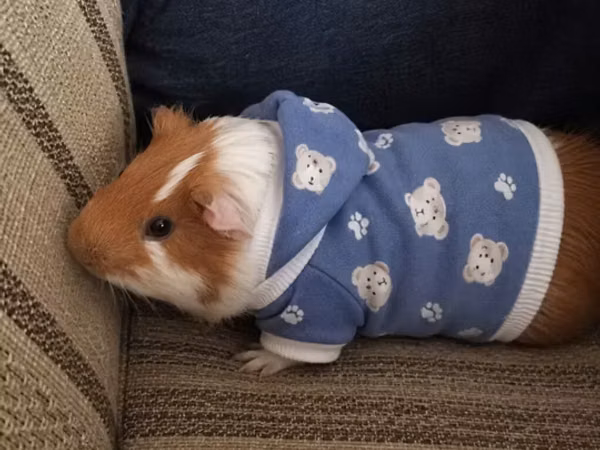 Mini donuz balası (guinea pig) üçün tam dəst ev və aksesuarlar tam