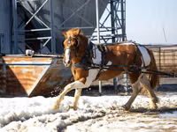 Horse (M), Pinto horses — photo 2