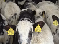 Үхэр (бүлэг, хүйс заагаагүй), Simmental cattle — 4 зураг