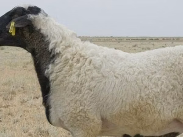 Хонь, Ordabasy sheep