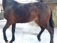 公马, Budyonny horse — 照片 1