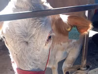 Cow, Simmental cattle — photo 7