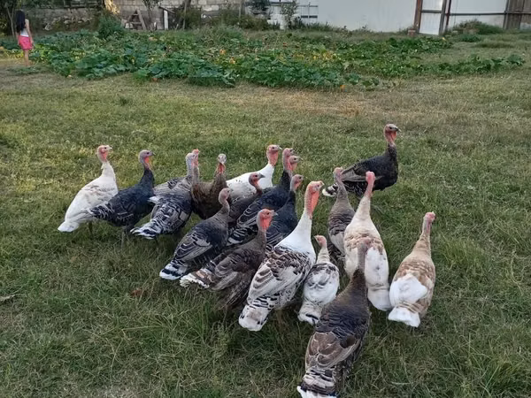 Turkeys