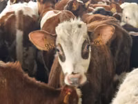 Үхэр (бүлэг, хүйс заагаагүй), Simmental cattle — 5 зураг