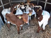 Bulle, Simmental cattle — Foto 2