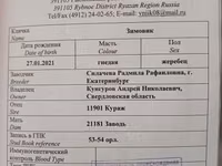 Адуу, French Trotter — 3 зураг
