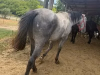 Caballo, Caballos — foto 1