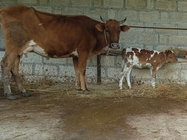 Cow, Cattle
