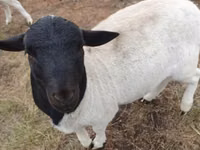 Хуц, Dorper sheep — 2 зураг