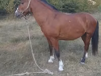 حصان, Karabakh horse — الصورة 2