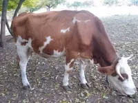 Бух, French Simmental cattle — 2 зураг