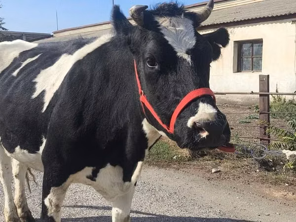 母牛, Russian Black pied cattle