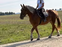 Caballo, Caballos — foto 3