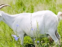 Ziege, Saanen goat — Foto 2