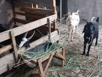 बकरी, Alpine goat — फ़ोटो 3