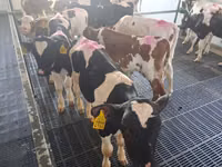 Bulle, Simmental cattle — Foto 5