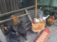 Chickens — photo 4