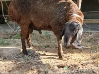 Ram, Sheep — photo 5