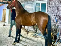 घोड़ा, Orlov Trotter — फ़ोटो 1
