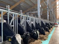 Kuh, Holstein-Rasse — Foto 4