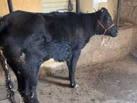 母牛, Aberdeen-Angus — 照片 5