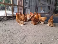 Pekin-Zwerg — Foto 4