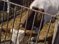 Bulle, Simmental cattle — Foto 4