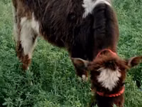 Cattle (batch, sex not specified), Cattle — photo 3